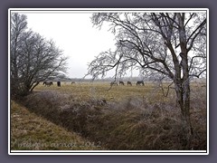 Frostige Winterweiden