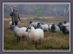 Heidschnucken in der Marcusheide