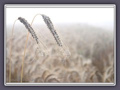 Korn im Sommernebel