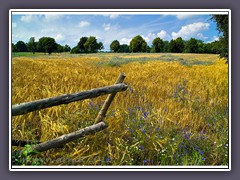 Kornblumen sind selten geworden in den Feldern