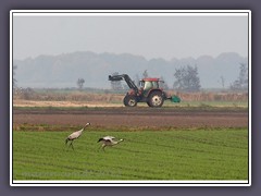 Landwirt und Kraniche