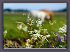 Landwirtschaft im Naturschutzgebiet