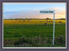 Milchwirtschaft auf dem Waakhauser Polder