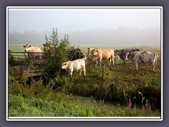 Nutztiere im Frühnebel