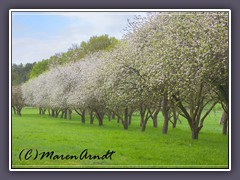 Obstbaumplantage