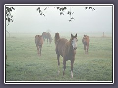 Pferde im Nebel