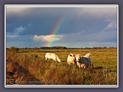 Regenbogen