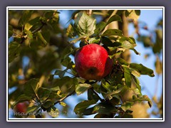 Ungespritze Landäpfel