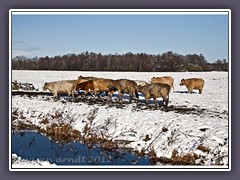 Vom Schnee überrascht