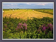 Wildblüten und abgeerntete Wiesen