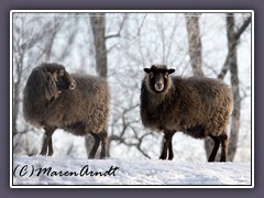 Winterschafe am Wümmedeich