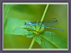 Azurjungfer Weibchen