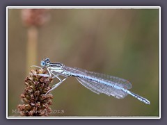 Blaue Federlibelle - Männchen