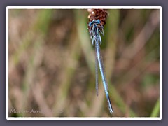 Blaue Federlibelle - Platycnemis-pennipes