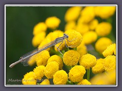 Blaue Federlibelle - Weibchen