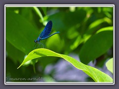 Blauflügel Prachtlibelle Calopteryx virgo gilt als gefährdete Art 