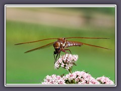 Braune Mosaikjungfer - Aeshna grandis