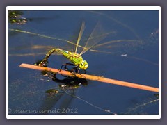 Eine grossse  Königslibellle - Anax imperator bei der Eiablage