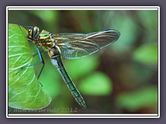 Falkenlibelle - Cordula aenea - Männchen