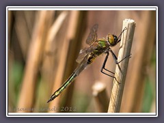 Falkenlibelle - Cordulia aenea Weibchen  