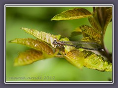 Farbvariante Hufeisenazurjungfer Weibchen