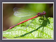 Frühe Adonislibelle -  Pyrrhosoma nymphula