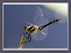 Frische  Schwarze Heidelibelle - Sympetrum danae