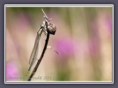 Frische gemeine Becherjungfer – Enallagma cyathigerum - Männchen