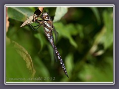 Frische Herbstmosaikjungfer - Aeshna mixta