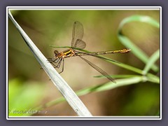 Frische weibliche Binsenjungfer - lestes sponsa