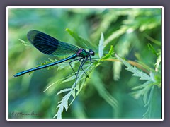 Gebänderte Prachtlibelle - Calopteryx splendens - Männchen