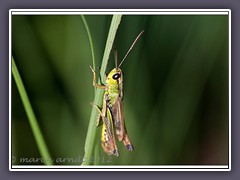 Gefleckte Keulenschrecke - Myrmeleotettix maculatus