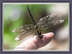 Gefleckte Smaragdlibelle - Somatochlora flavomaculata 