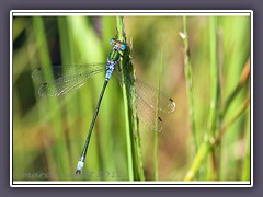 Gemeine Binsenjungfer  - Lestes sponsar 