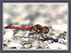 Gemeine Heidelibelle  Sympetrum vulgatum