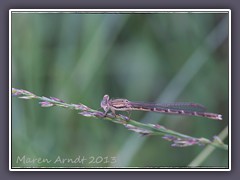 Gemeine Winterlibelle