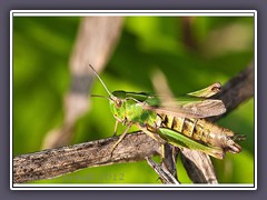 Gemeiner Grashüpfer - Chorthippus parallelus