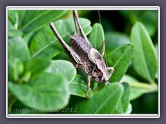 Gewöhnliche Strauchschrecke - Pholidoptera griseoaptera