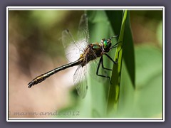 Glänzende Smaragdlibelle - Männchen - Somatochlora metallica