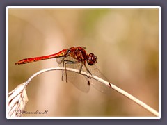 Große Heidelibelle. - Männchen - Sympetrum striolatum