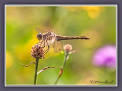 Große Heidelibelle - Weibchen