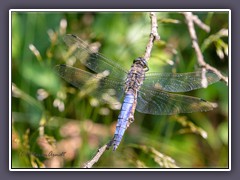 Großer Blaupfeil - Orthetrum cancellatum - Männchen