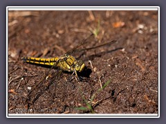 Großer Blaupfeil - Orthetrum cancellatum - Weibchen