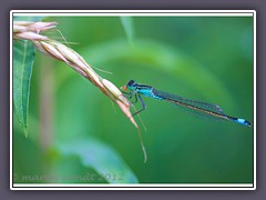 Grosse Pechlibelle - Ischnura elegans Männchen