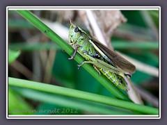 Grosse Sumpfschrecke - Stethophyma grossum