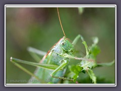 Grosses grünes Heupferd - Tettigonia viridissima