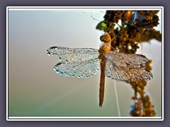 Heidelibelle im ersten Frost