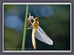 Heidelibelle im Licht - Sympetrum