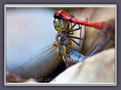 Heidelibellenpaarung - Sympetrum