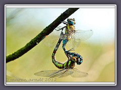 Herbstmosaikjungfern - Aeshna mixta